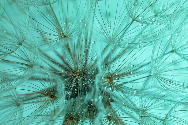 Beautiful Fluffy Dandelion Flower Water Drops Turquoise Background Closeup — Stock Photo, Image