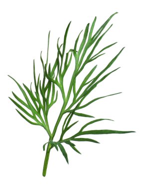 Taze dereotunun karışımı beyazda izole edilmiş.