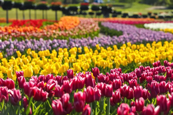 Hermosa Vista Del Campo Con Tulipanes Florecientes Día Soleado —  Fotos de Stock