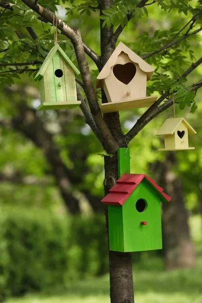 Verschillende Kleurrijke Vogelhuisjes Aan Boom Buiten — Stockfoto