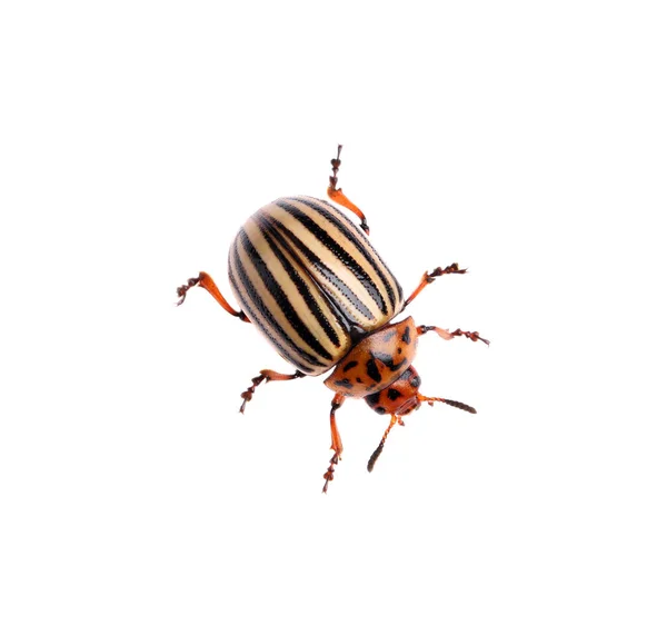 One Colorado Potato Beetle Isolated White — Stock Photo, Image