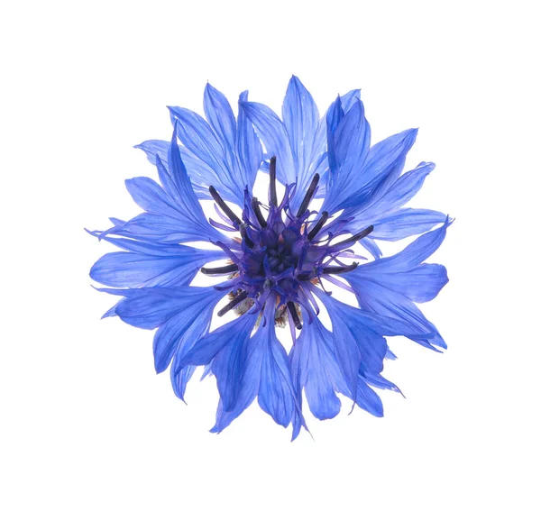 白で隔離された美しい薄い青の花の植物 — ストック写真