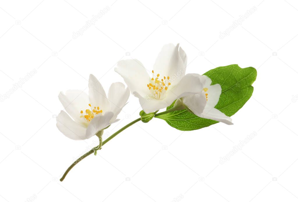 Beautiful flowers of jasmine plant with leaf on white background