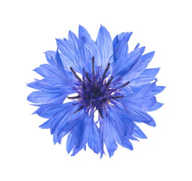 Güzel mavi çiçek, beyaz üzerinde izole.