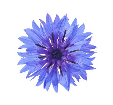 Güzel mavi çiçek, beyaz üzerinde izole.