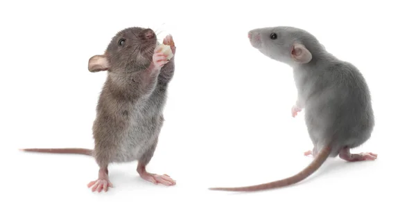 Cute Little Rats White Background Collage Banner Design — Stock Photo, Image