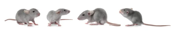 Set Tikus Kecil Yang Lucu Latar Belakang Putih Desain Banner — Stok Foto