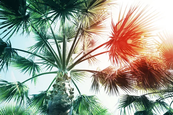 Schöne Palme Freien Sonnigen Sommertagen Blick Aus Dem Niedrigen Winkel — Stockfoto