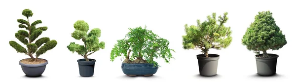 Set Con Diversi Bellissimi Alberi Bonsai Sfondo Bianco Design Banner — Foto Stock