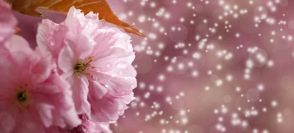 Beautiful Sakura Flowers Water Drops Blurred Background Closeup Space Text Stock Picture