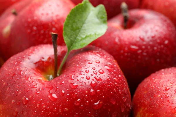 Läckra Mogna Röda Äpplen Med Vattendroppar Som Bakgrund Närbild — Stockfoto