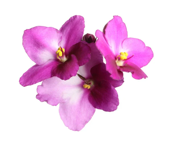 Flores Violetas Rosa Isoladas Branco Fábrica Casa Delicada — Fotografia de Stock