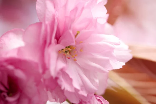 Beautiful Pink Sakura Blossom Blurred Background Closeup — Stock Photo, Image