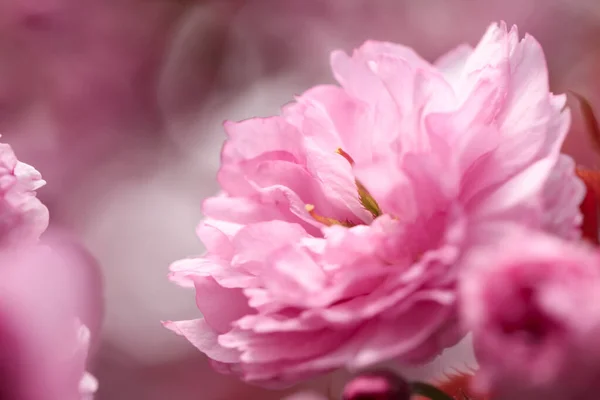 Beautiful Pink Sakura Blossom Blurred Background Closeup Space Text — Stock Photo, Image