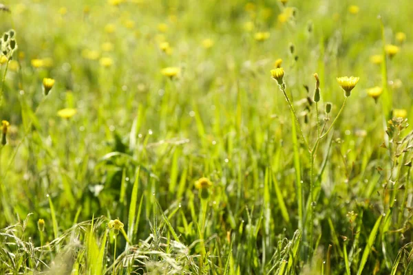 Bei Fiori Che Crescono Nel Prato Nella Giornata Sole — Foto Stock