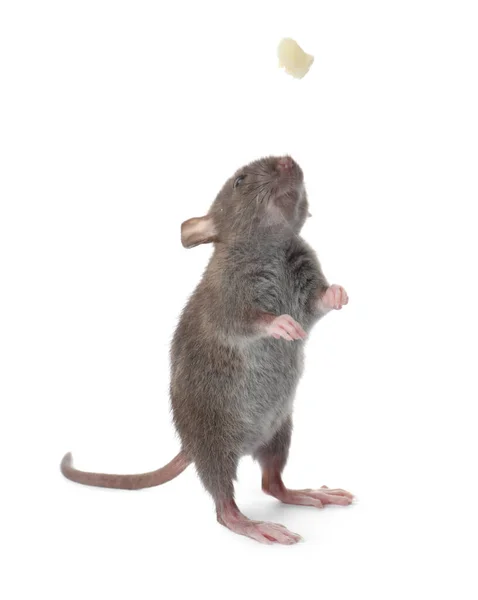 Mały Brązowy Szczur Kawałek Sera Białym Tle — Zdjęcie stockowe