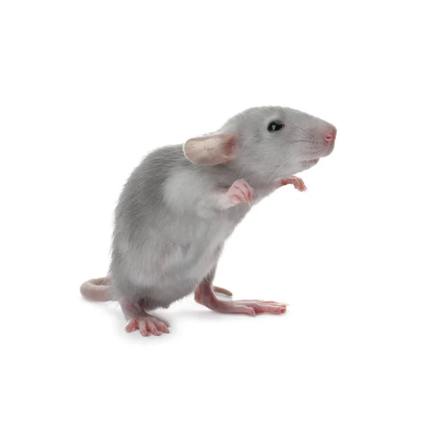 Kis Bolyhos Szürke Patkány Fehér Háttér — Stock Fotó