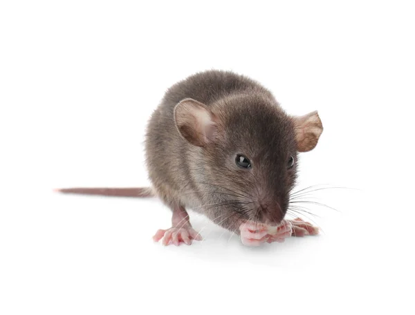 Pequeno Rato Marrom Comendo Pedaço Queijo Fundo Branco — Fotografia de Stock