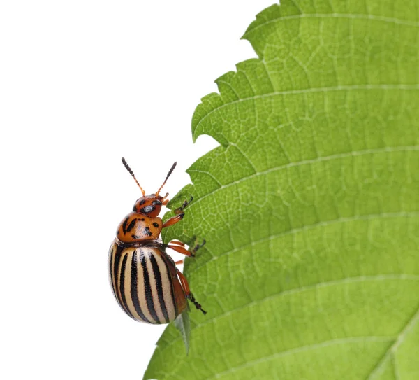 Escarabajo Patata Colorado Sobre Hoja Verde Sobre Fondo Blanco —  Fotos de Stock