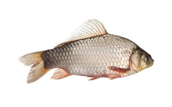 Fresh Raw Crucian Carp Isolated White River Fish — Stock Photo, Image