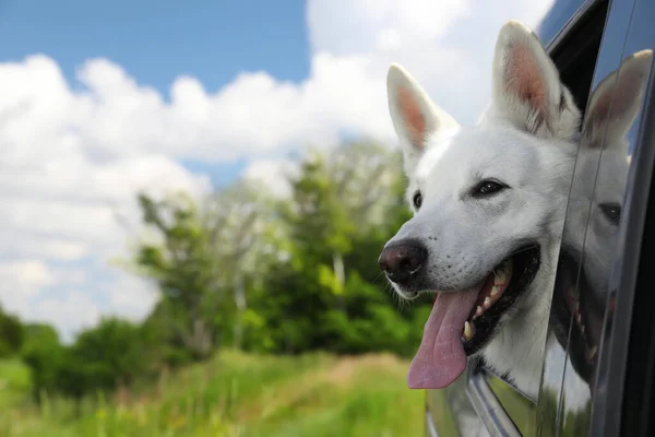 Netter Weißer Schweizer Schäferhund Der Aus Dem Autofenster Lugt Raum — Stockfoto