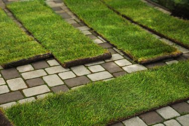 Açılmış çimenler arka bahçedeki kaldırımlarda.