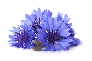 Güzel açık mavi çiçekleri beyaz renkte izole edilmiş