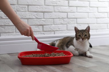 Evde kedi kumu tepsisi temizleyen kadın, yakın çekim.
