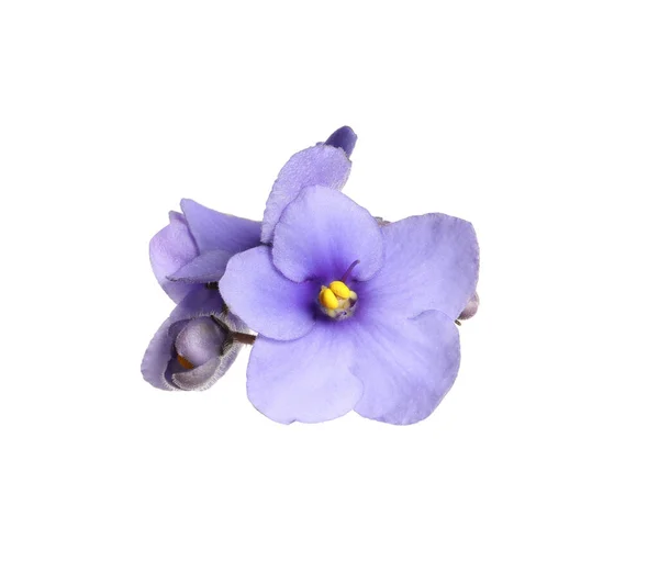 Fleurs Violettes Plante Violette Isolée Sur Blanc — Photo