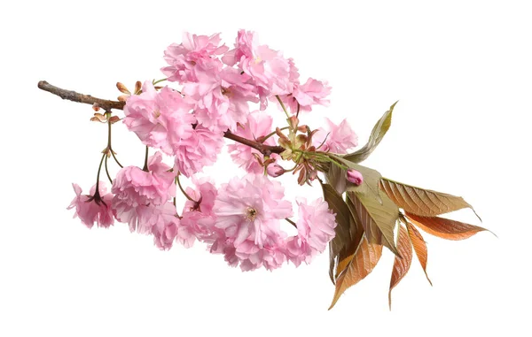 Ramo Árvore Sakura Bonita Com Flores Rosa Isolado Branco — Fotografia de Stock