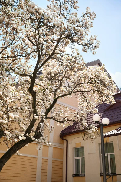 Krásné Kvetoucí Magnólie Strom Jaře Den Venku — Stock fotografie