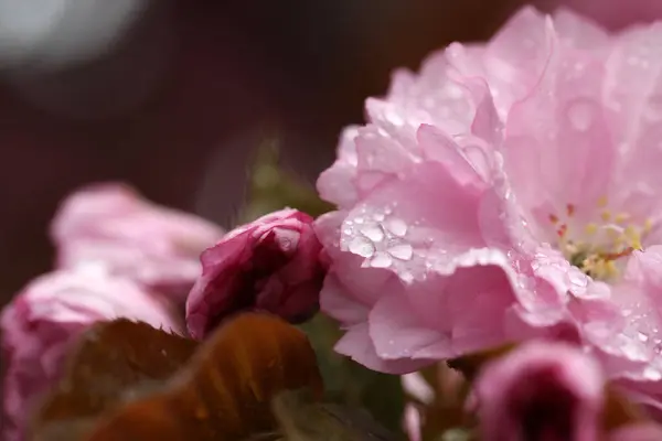 Hermosas Flores Árbol Sakura Con Gotas Agua Sobre Fondo Borroso —  Fotos de Stock