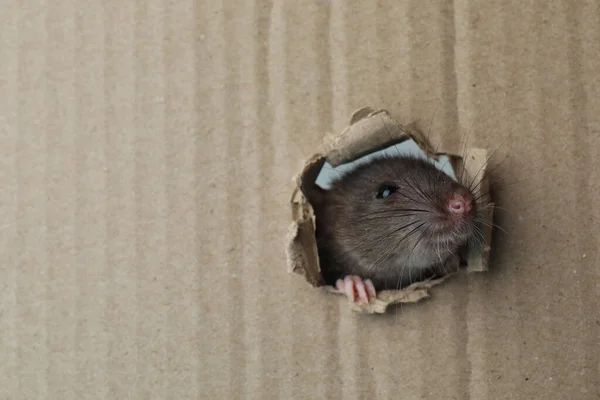 Słodki Szczur Patrzący Przez Dziurę Tekturowym Arkuszu Miejsce Tekst — Zdjęcie stockowe