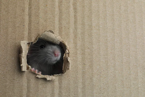 Leuke Rat Die Door Een Gat Een Kartonnen Vel Kijkt — Stockfoto