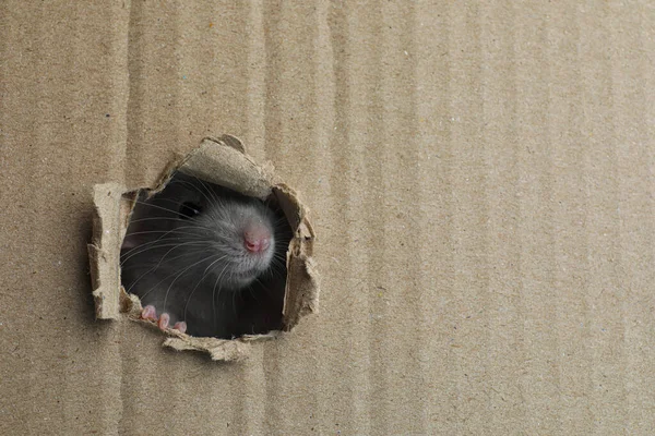 Rato Bonito Olhando Através Buraco Folha Papelão Espaço Para Texto — Fotografia de Stock