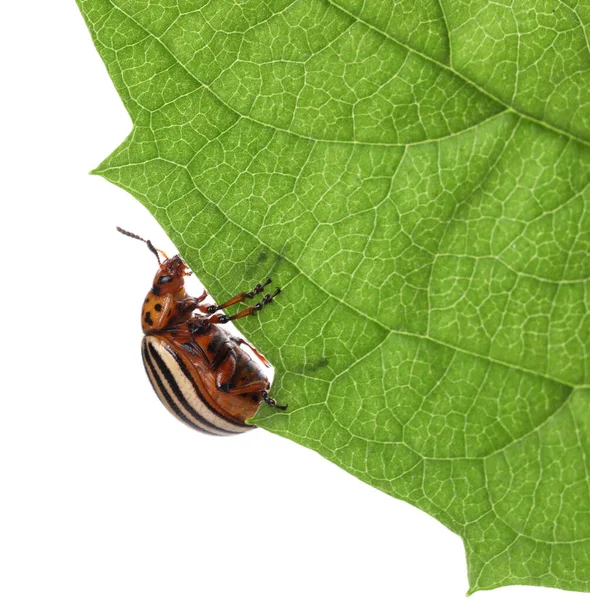 绿叶上的科罗拉多马铃薯甲虫 背景为白色 — 图库照片