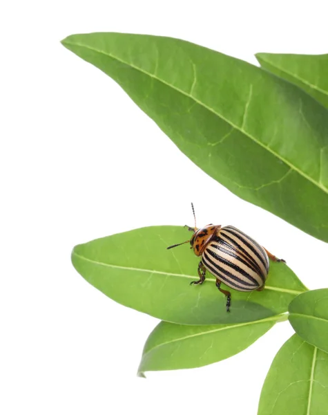 绿色植物上的科罗拉多马铃薯甲虫 背景为白色 — 图库照片