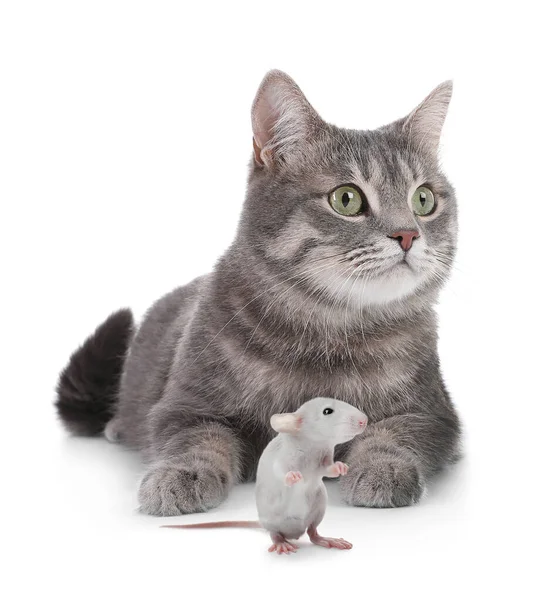 Cute Gray Tabby Cat Rat White Background Lovely Pets — Stock Photo, Image