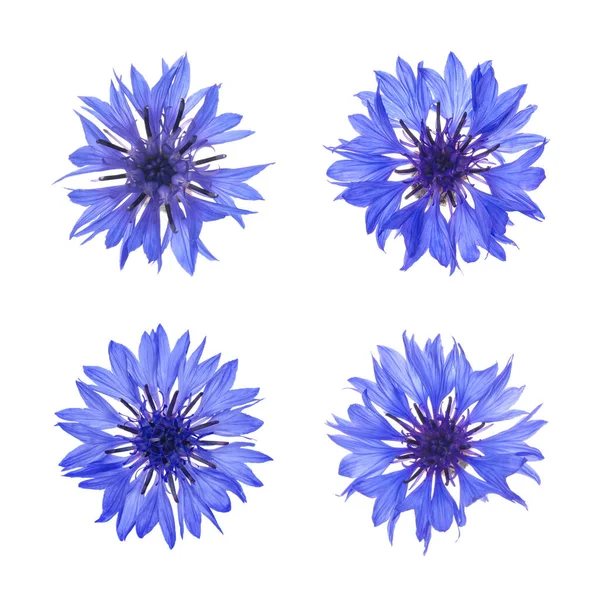 Conjunto Com Belas Flores Milho Azul Fundo Branco — Fotografia de Stock