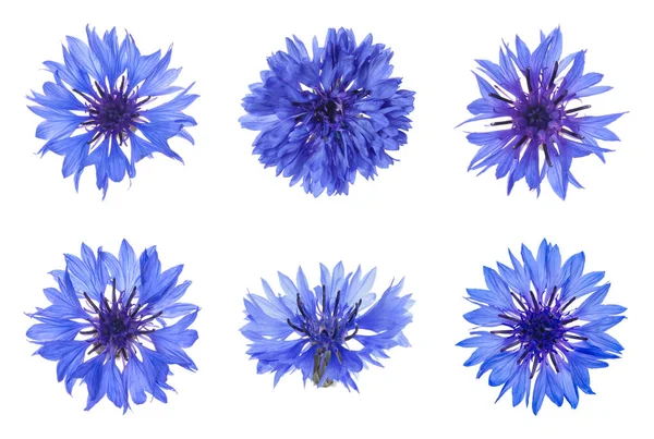 Conjunto Com Belas Flores Milho Azul Fundo Branco — Fotografia de Stock