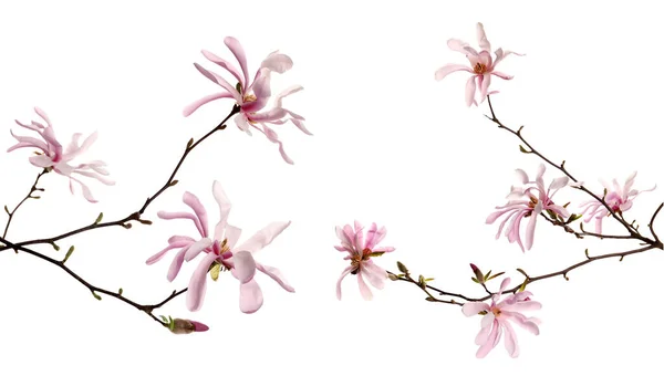 Magnolia Gałęzie Drzew Pięknymi Kwiatami Białym Tle Kolaż Projekt Banera — Zdjęcie stockowe