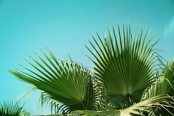 Hermosa Vista Las Ramas Palma Soleado Día Verano Tonificación Color — Foto de Stock