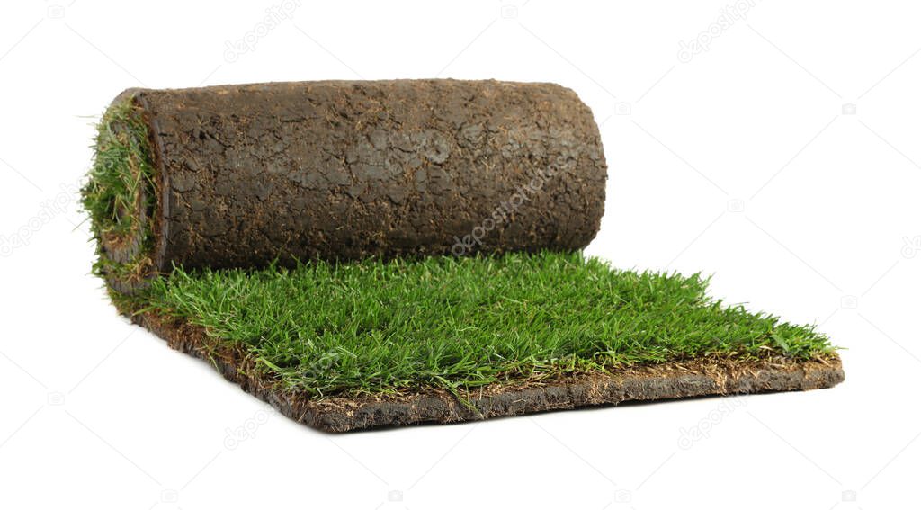 Rolled sod with grass on white background