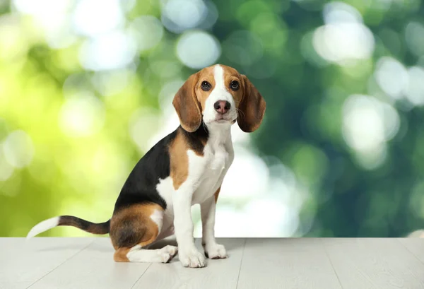 Roztomilé Beagle Štěně Bílém Dřevěném Povrchu Venku Bokeh Efekt Rozkošný — Stock fotografie