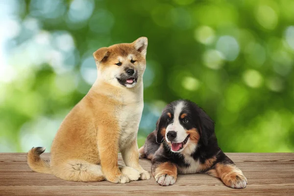 Lindos Cachorros Superficie Madera Aire Libre Efecto Bokeh Adorables Mascotas —  Fotos de Stock