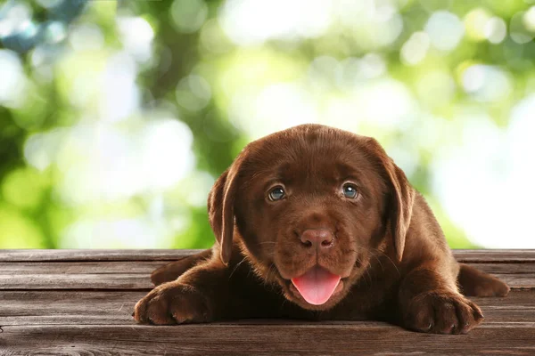 Carino Cioccolato Labrador Retriever Cucciolo Sulla Superficie Legno All Aperto — Foto Stock
