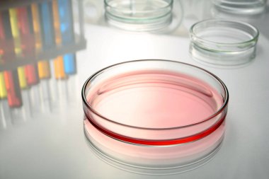 Beyaz masadaki kırmızı sıvı petri kabı.