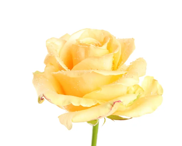 美丽的黄色玫瑰花 水滴与白色隔离 — 图库照片