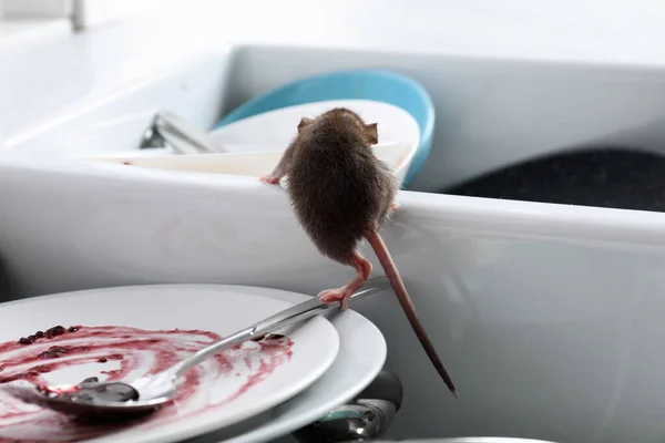 Крыса Грязная Посуда Раковине Контроль Вредителей — стоковое фото