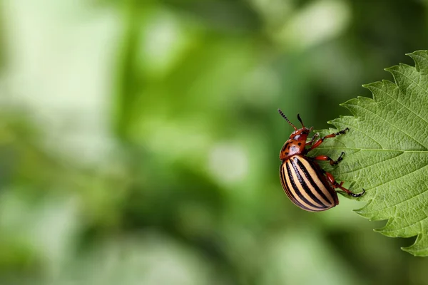 科罗拉多马铃薯甲虫在绿叶上 背景模糊 案文的篇幅 — 图库照片